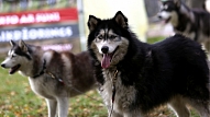Jelgavā noslēgusies divu suņu pastaigu vietu izveide