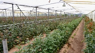 "Latgales dārzeņu loģistika" siltumnīcu kompleksa paplašināšanā plāno ieguldīt trīs miljonus eiro