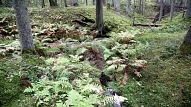 "Rīgas meži" plāno izsolīt astoņus hektārus "Vārnukroga" vasarnīcu zemes iepretim Baltajai kāpai Jūrmalā