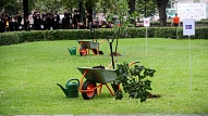 Saeimas komisija virza tālāk ieceri patvaļīgi nocirstu koku vietā Rīgas centrā likt stādīt jaunus