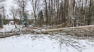 "Sadales tīkls" novērsis ap 300 sniega vētras radītos elektrotīkla bojājumus
