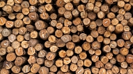 SIA BCE: pārdomāta bezatlikuma koksnes izstrādājumu ražošana – kokmateriāli, zāģmateriāli, paletes un kurināmais