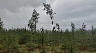 Profesionāla un atbildīga meža apsaimniekošana – HD Forest