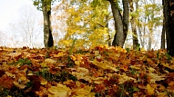 Tuvojoties zelta rudenim, Siguldā izskalots gājēju serpentīna posms