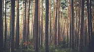 "Latvijas Valsts meži" piemaksās pie līgumcenas
