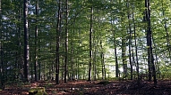 LVM plāno atjaunot 15 000 hektāru meža