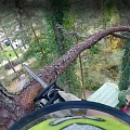 Dangerous tree cutting