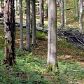 Закупка леса и вырубки SIA "Лес Димза"