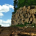 Purchase of aspen logs