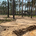 forest land