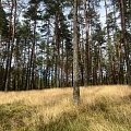 deforestation plan