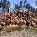 forest acquisition