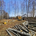Pilns mežizstrādes cikls no cirsmu ierīkošanas līdz iegūto materiālu realizēšanas