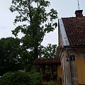 Bīstamo koku zāģēšana, koku kopšana, arborists