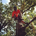 Bīstamo koku zāģēšana, koku kopšana, arborists