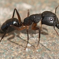 Ant destruction