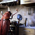 Cockroach in the kitchen