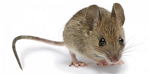 Дератизация