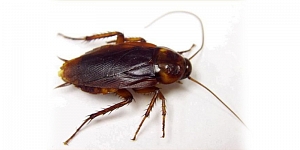 Дезинсекция