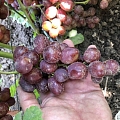 Grapes, 
grape plant growing, Trade
