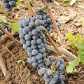 Grapes, 
grape plant growing, Trade