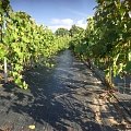 Vīnogas, vīnogu stādu audzēšana, tirdzniecība