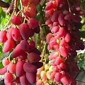 Виноград, выращивание саженцев винограда, Торговля