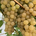 Виноград, выращивание саженцев винограда, Торговля