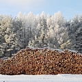 Logging company in Kurzeme