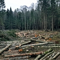 Full logging cycle from the installation of felling areas to the sale of the obtained materials