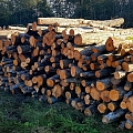 Pilns mežizstrādes cikls no cirsmu ierīkošanas līdz iegūto materiālu realizēšanas
