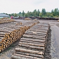 timber drying