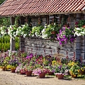 Выращивание и продажа декоративных и цветочных саженцев