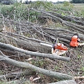 Logging and forestry. Territory cleanup, tree sawing, grass cutting and mulching, wood chipping