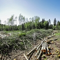 Restoration of forest land