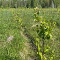 Forest land transformation