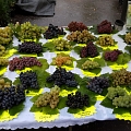 Консультации по выращиванию винограда