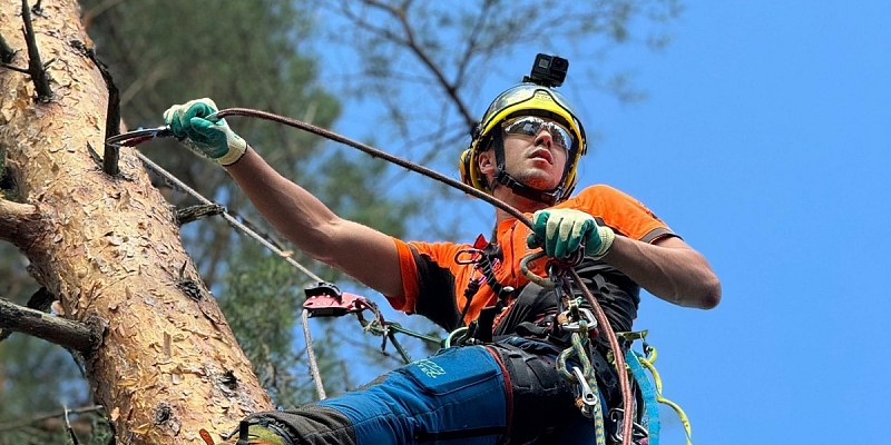 Arborist services