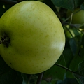 Саженцы яблонь