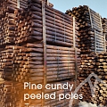 Peeled pine wood poles