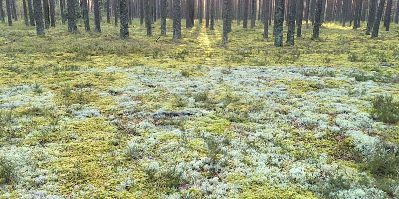 Forest management in Kurzeme