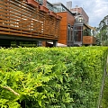 Hedge installation