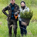 Forests plants