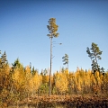 Forest inventory performers