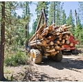 Logging