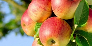 Наши саженцы