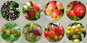 Наши саженцы