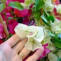 Cut flowers