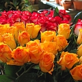 Yellow and red roses