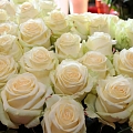 White roses